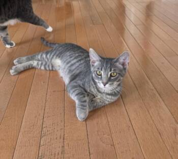 Domestic Short Hair Cats Available for Adoption - EGGNOG | PetCurious