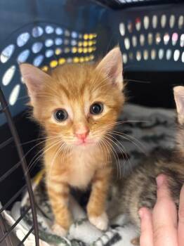 Shrimp Tempura Roll -  Domestic Short Hair Cat for Adoption in Liverpool, New York - Shrimp Tempura Roll | PetCurious