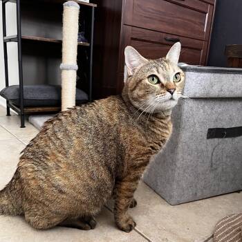 Mican -  Domestic Short Hair Cat Available for Adoption in Sunrise, Florida - Mican | PetCurious