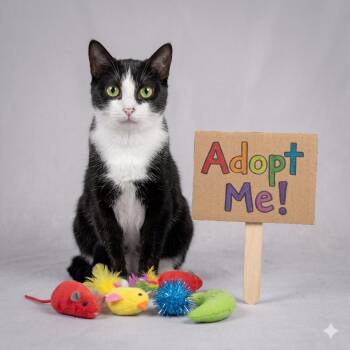 Salami - Sweet and affectionate -  Domestic Short Hair Cat for Adoption in Muskego, Wisconsin - Salami - Sweet And Affectionate | PetCurious