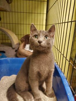 Kittens -  American Shorthair Cat for Adoption in Tunica, Mississippi - Kittens | PetCurious