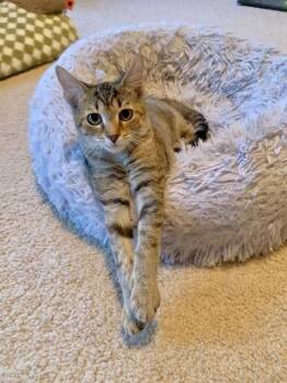 Quarter -  Domestic Short Hair Cat for Adoption in Apex, North Carolina - Quarter | PetCurious