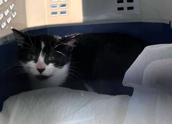 Fiona -  Tuxedo Cat for Adoption in Hamilton, Ontario - Fiona | PetCurious