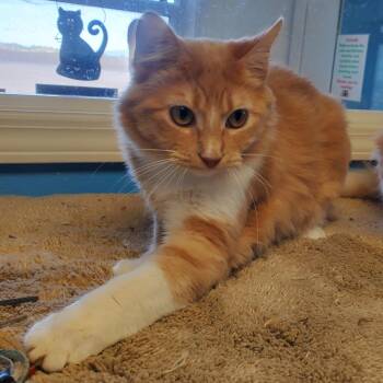Domestic Medium Hair Cats Available for Adoption in Polson, Montana - Clemens | PetCurious