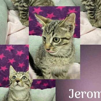 Sir Jerome -  Domestic Short Hair Cat for Adoption in Inwood, West Virginia - Sir Jerome | PetCurious