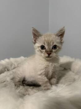 Havarti (was Starburst -  Domestic Short Hair and Siamese Cat for Adoption in Ferndale, Michigan - Havarti (was Starburst | PetCurious