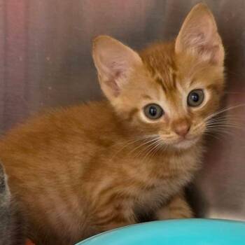 Garfield -  Domestic Short Hair Cat for Adoption in Newport News, Virginia - Garfield | PetCurious