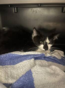 Lannister -  Domestic Medium Hair Cat for Adoption in Fruit Heights, Utah - Lannister | PetCurious