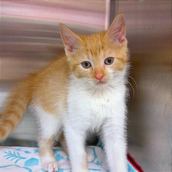 CATaloupe -  Domestic Short Hair Cat for Adoption in Hannibal, Missouri - CATaloupe | PetCurious