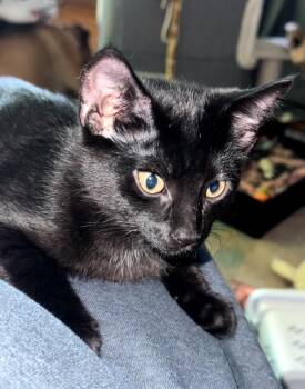 Cleo -  Domestic Short Hair Cat for Adoption in Clayton, New Jersey - Cleo | PetCurious