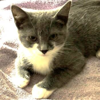 Rescue Domestic Short Hair Cats for Adoption in Winchester, Virginia - Tuxedo | PetCurious