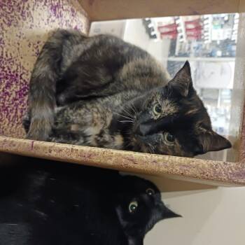 Rescue Domestic Short Hair Cats for Adoption in Buffalo, New York - Happy, Sparkles, And Teddy | PetCurious
