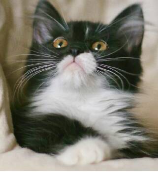 Button -  Domestic Short Hair Cat for Adoption in San Tan Valley, Arizona - Button | PetCurious
