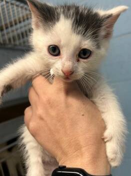 Domestic Medium Hair Cats Available for Adoption - Baylor | PetCurious