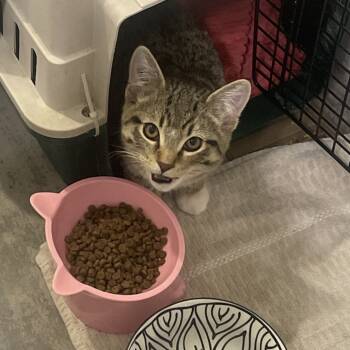 Rescue Domestic Short Hair Cats for Adoption in Abbotsford, British Columbia - Nixie | PetCurious