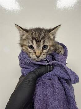 Domestic Short Hair Cats Available for Adoption in Ontario, California - TABITHA - NEEDS A FOSTER | PetCurious