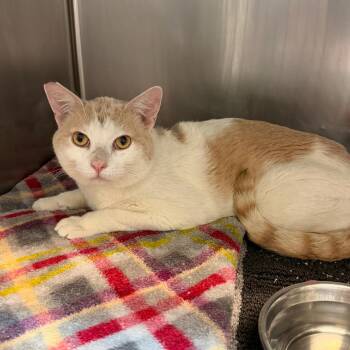 Boone -  Domestic Short Hair Cat for Adoption in Las Vegas, Nevada - Boone | PetCurious