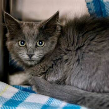 Kalo -  Domestic Medium Hair Cat for Adoption in Las Vegas, Nevada - Kalo | PetCurious