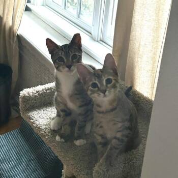 Archie (Arcadia 1) -  American Shorthair Cat for Adoption in Westport, Connecticut - Archie (Arcadia 1) | PetCurious