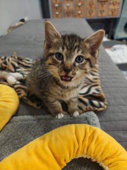 Rescue Domestic Short Hair Cats for Adoption in Rockaway, New Jersey - Pepper KITTEN | PetCurious