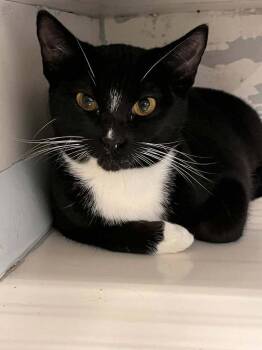 Rescue Domestic Short Hair Cats for Adoption in Acworth, Georgia - Shiloh | PetCurious