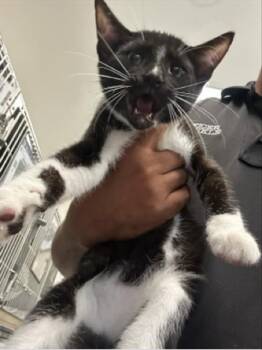 BANJO -  Domestic Short Hair Cat for Adoption in West Palm Beach, Florida - BANJO | PetCurious