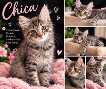 Chica -  Domestic Medium Hair Cat for Adoption in Richmond, Virginia - Chica | PetCurious