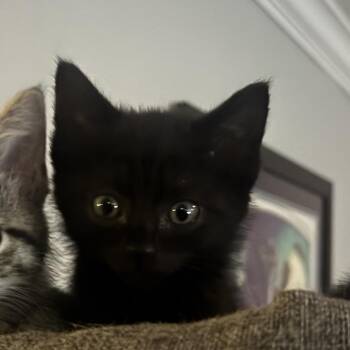 Megan Moroney -  Domestic Short Hair Cat Available for Adoption in Elfin Forest, California - Megan Moroney | PetCurious