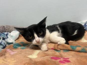 Metallica -  Domestic Short Hair Cat for Adoption in Chicago, Illinois - Metallica | PetCurious
