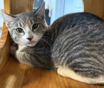 Shay -  Domestic Short Hair Cat for Adoption in Conway, South Carolina - Shay | PetCurious