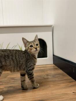 Rosemary -  Domestic Short Hair Cat for Adoption in Wayland, Michigan - Rosemary | PetCurious