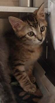 A271343 -  Domestic Short Hair Cat for Adoption in Chula Vista, California - A271343 | PetCurious