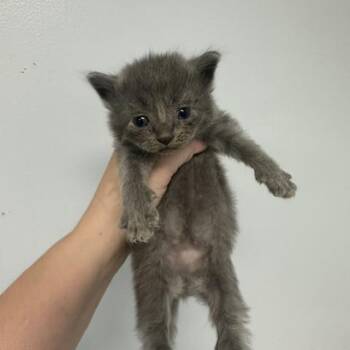 Sutter -  Domestic Medium Hair Cat for Adoption in Indianapolis, Indiana - Sutter | PetCurious