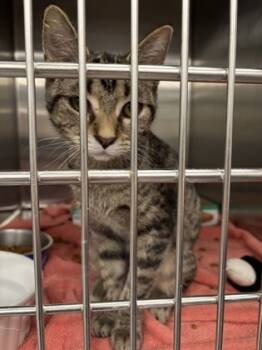 Rescue Domestic Short Hair Cats for Adoption in Batavia, Ohio - Day Lily | PetCurious