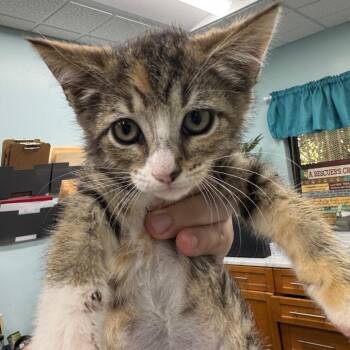 Ciara -  Domestic Short Hair Cat for Adoption in Buffalo, New York - Ciara | PetCurious