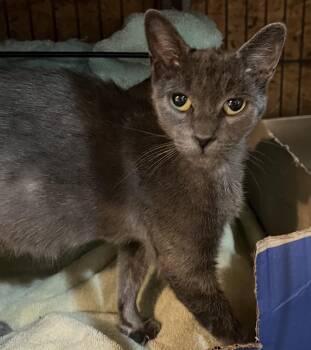 Sterling -  Domestic Short Hair Cat for Adoption in Sneads Ferry, North Carolina - Sterling | PetCurious