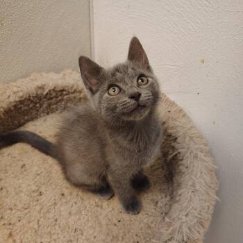 Kung Pao -  Domestic Short Hair Cat for Adoption in Indiana, Pennsylvania - Kung Pao | PetCurious