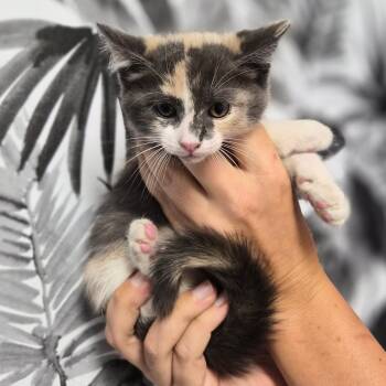 Domestic Short Hair Cats Available for Adoption in Wahiawa, Hawaii - Opal | PetCurious