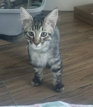 Gnocchi -  Domestic Medium Hair Cat for Adoption in San Diego, California - Gnocchi | PetCurious