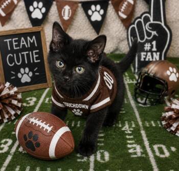 Prince -  Domestic Short Hair Cat for Adoption in Washington Court House, Ohio - Prince | PetCurious