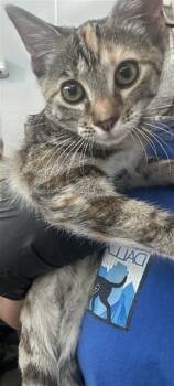 HAZEL -  Domestic Short Hair Cat for Adoption in Dallas, Texas - HAZEL | PetCurious