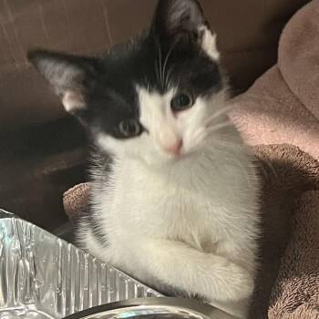 Meeny -  Domestic Short Hair Cat for Adoption in Cumming, Georgia - Meeny | PetCurious