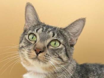 Joy -  Domestic Short Hair Cat for Adoption in Portland, Oregon - Joy | PetCurious