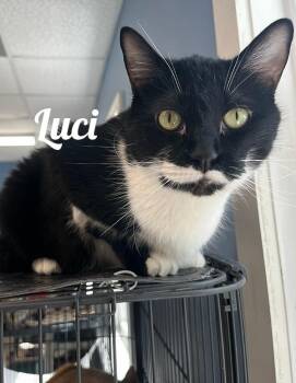 Rescue Domestic Short Hair Cats for Adoption in Manistee, Michigan - Luci | PetCurious