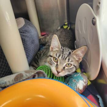 Marnie -  Domestic Short Hair Cat for Adoption in Brockton, Massachusetts - Marnie | PetCurious