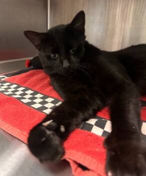 Rescue Domestic Short Hair Cats for Adoption in Twinsburg, Ohio - Hal - FIV+ | PetCurious