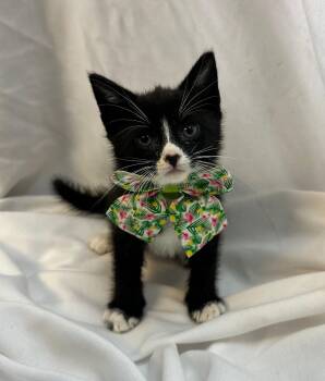 Domestic Short Hair Cats Available for Adoption in Margate, Florida - MURIEL | PetCurious