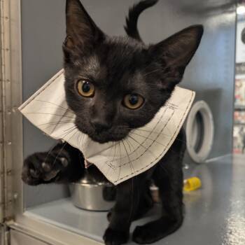 Argyle (purple collar) -  Domestic Short Hair Cat for Adoption in Philadelphia, Pennsylvania - Argyle (purple Collar) | PetCurious
