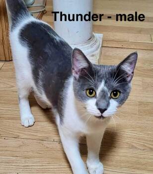 Rescue Domestic Short Hair Cats for Adoption in New Baltimore, Michigan - Thunder | PetCurious