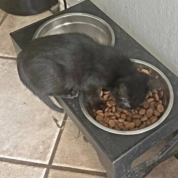 Midnight -  Domestic Short Hair Cat Available for Adoption in San Antonio, Texas - Midnight | PetCurious